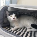 냥블레스유 이미지