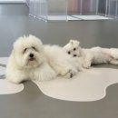 반려담애견유치원 이미지