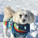 강아지산책 이미지