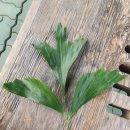 영동유리 이미지