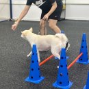 엔젤짐 반려견 아카데미 이미지