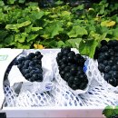 연진농장 이미지