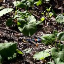 매봉산 농장 이미지