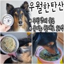 우월한 탄산 | 강아지화식만들기 에 진심인 우월한탄산