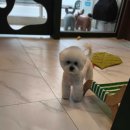 강아지집 미용실 이미지