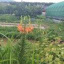 단아농장 Daum카페
