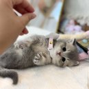 미오미오 고양이분양 이미지