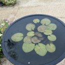 소소아지 이미지