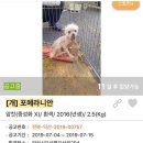 펫샵 이미지