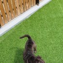 호텔스컴도그 화명점 이미지