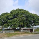 마을 보호수 이미지