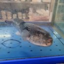 대복복집 이미지