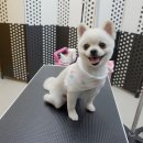 박꽃순펫미용 이미지