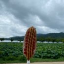 핫도그몽실 이미지