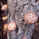 정남진 장흥 표고버섯 이미지