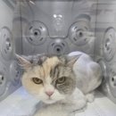 [동작고양이미용] – 삼색 페르시안 고양이 미용 후기