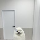 리본반려견 유치원 이미지