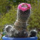 선인장 이미지