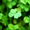 네잎클로버 이미지