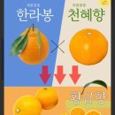 금채 | [금채 산지직빵] 황금향 솔직후기