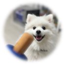 루이&DOGS | 내돈내산! 아가들 치아건강 및 장난감으로!슈퍼포우 후코이단츄 &amp; 바이타민츄