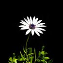 내가꽃이다 이미지