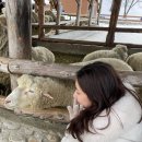 겨울 평창여행 대관령 양떼목장 화이트 크리스마스 후기(입장료, 주차)