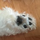 강아지발바닥 이미지