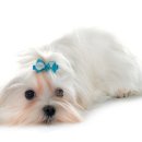 충남 동물병원 이미지