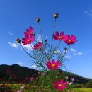 아름다움 이미지