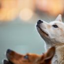 백석동물병원 이미지