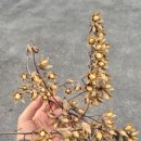 우리돈삼이 이미지