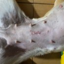 오룡 동물병원 이미지