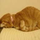 개와고양이 이미지