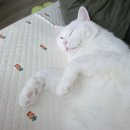 산불피해동물 긴급후원 후기. 사단법인 동물구조단체 위액트 기부 후기. 연말정산 기부금 공제도 돼요!