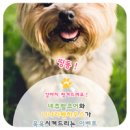 나나리펫하우스 이미지