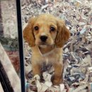 더나은펫샵 이미지