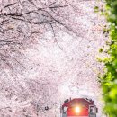 “기차타고 봄꽂 구경 가자”…봄꽃 관광열차 3년 만에 재개 이미지