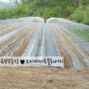가곡농장 네이버블로그