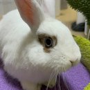 상도힐링동물병원 이미지