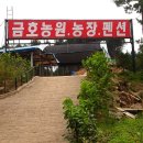 금호농장 Daum카페
