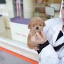 대구강아지분양 퍼피얌 이미지