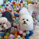 마이펫 강아지유치원 | 부산강아지유치원 부산강아지호텔 강아지 호텔 선택 시 꼭 확인해야 할 체크리스트