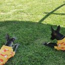 퀘렌시아 애견 이미지