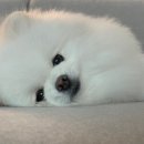 24시 서초바른동물병원 이미지