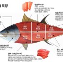 진오봉참치