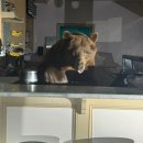 아이스크림을 찾아 이미지