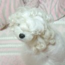 파마 Daum카페