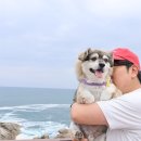 하늘바다 | 송지호 해수욕장 고성 송지호 바다하늘길 시범개방 애견동반 후기