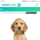 플레이애니멀 이미지